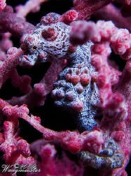Pygmy seahorse (Hypocampus bargibanti) - Tulamben, Bali (... by Marco Waagmeester 